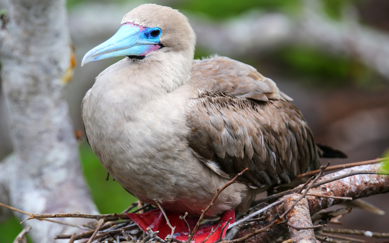 Red-footed booby, Mabualau Island
